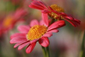 3596260016_78d9d02b95_z