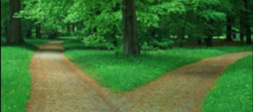 tree_dividing-560x250